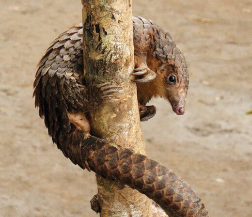 Katherine Rundell · Consider the Pangolin