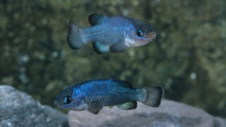 Devils Hole Pupfish, Amargosa Valley, Nevada. Photo © Stone Nature Photography / Alamy