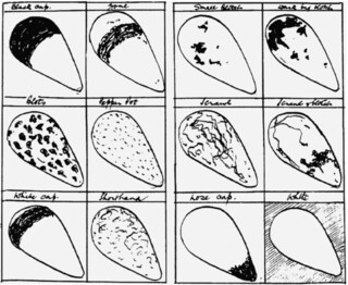 Guillemot egg patterns