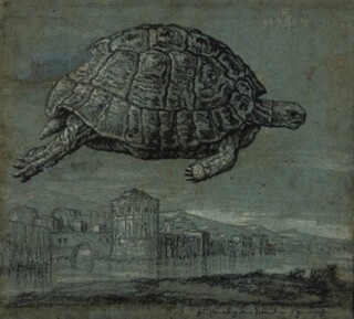 Tortoise above the Venetian lagoon, 1555