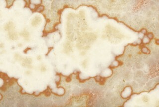 ‘Alabastro cotognino’ from Egypt