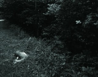 Towards a Gestalt Image – Loch Ness & Fact. Research Ongoing since 2000 A.D.