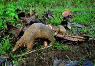 A Palawan pangolin and her pup. Photograph © Gregg Yan