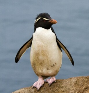 Rockhopper Penguin