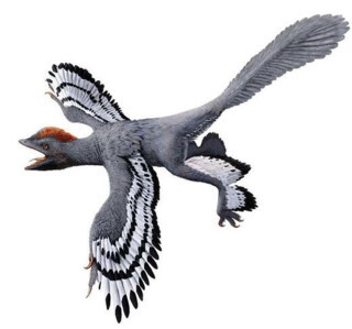 Archaeopteryx