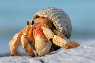 A hermit crab