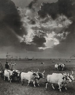 Rudloph Balogh, ‘Six Cattle’ (1930)