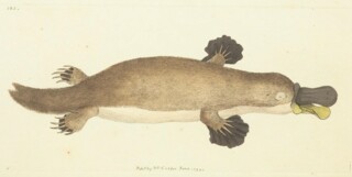 A platypus by Frederick Nodder, to illustrate George Shaw’s description in ‘The Naturalist’s Miscellany’ (1799).