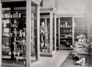 The Grant Museum of Zoology c.1880