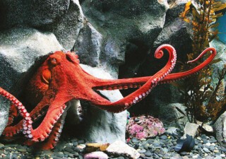 A Giant Pacific octopus