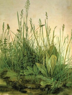 ‘The Great Piece of Turf’ (1503)