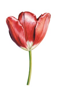 Tulip Helen Josephine (1975)