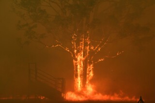 A tree on fire yesterday near Tahmoor, New South Wales Photo © Dean Lewins/EPE-EFE/Shutterstock