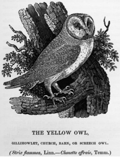Bewick's Owl