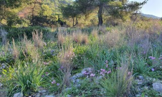 Anemones in winter. Photograph © John Psaropoulos