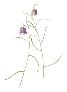 Fritillaria meleagris (1977)