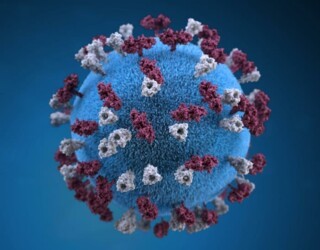 Graphical representation of a measles virus particle, from the CDC Public Health Image Library
