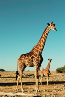 Giraffe