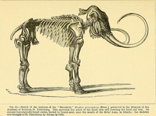 From a guide to the fossil mammals and birds in the department of geology and palaeontology in the British Museum (1896)