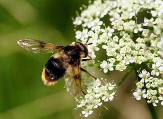 Eriozona syrphoides. Photo © Frank Vassen