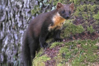 A pine marten in Argyll, Scotland in 2019. Photo © Roy Waller / Alamy