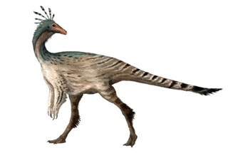 Ornithomimosaur