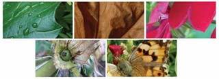 Nature images at low magnification