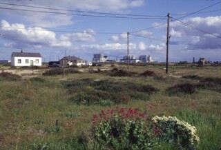 Dungeness