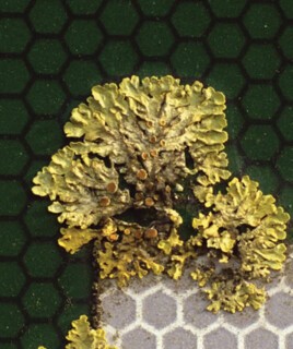 Image from ‘The Robinson Institute’