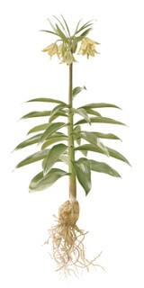 Fritillaria raddeana (1977)