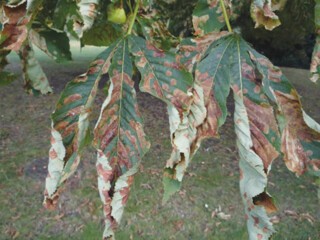Diseased chestnut foliage