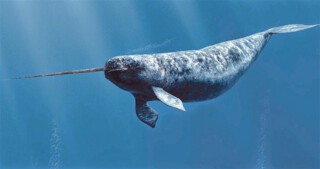 A Narwhal