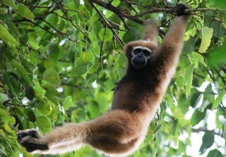 A female hoolock gibbon in Meghalaya