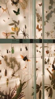 The Darwin Centre, Natural History Museum