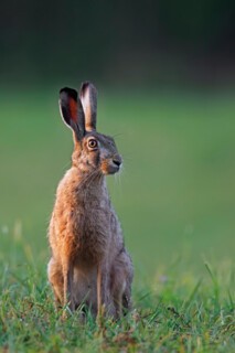 A hare