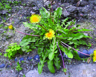 A dandelion