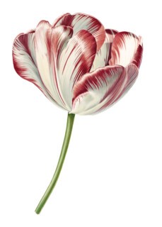 Tulip Julia Farnese (1976)