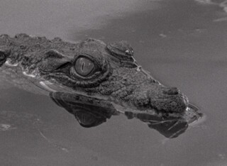A ‘sad and melancholic crocodile’, from Miguel Gomes's Tabu.
