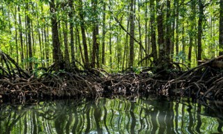 Mangrove trees in Palawan, the Philippines. Photo © Carrie Thompson / Alamy