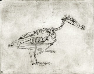 Gaby Wood’s etching of an albatross