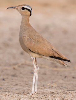 A cream-coloured courser