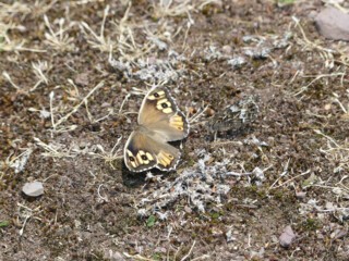 A female grayling butterfly displays to the camouflaged male behind her. Photo © Mel Mason