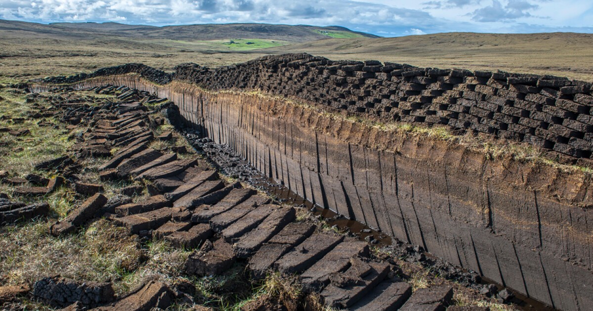 Fraser MacDonald · On Marshy Ground: Fen, Bog and Swamp · LRB 15 June 2023 - Vimarsana News