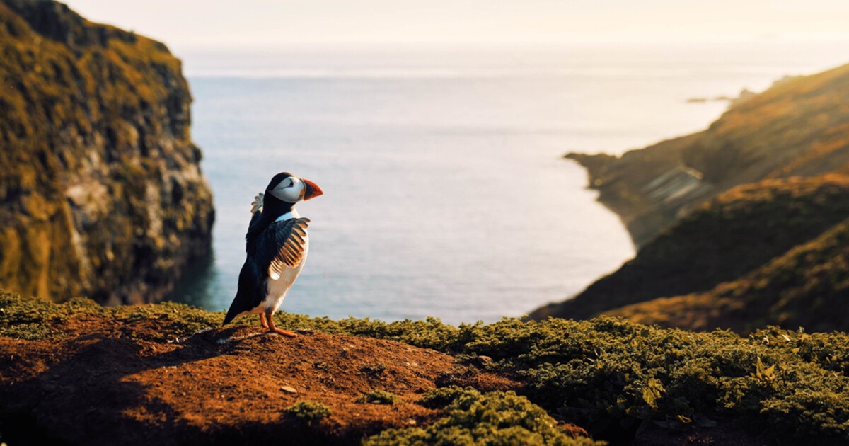 Thomas Jones · On the Sofa: 'Wild Isles' · LRB 4 May 2023 - Vimarsana News