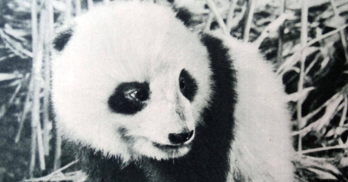 Liam Shaw · I just wanted to touch it: To Catch a Panda